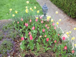 BloomingFlowersinGarden